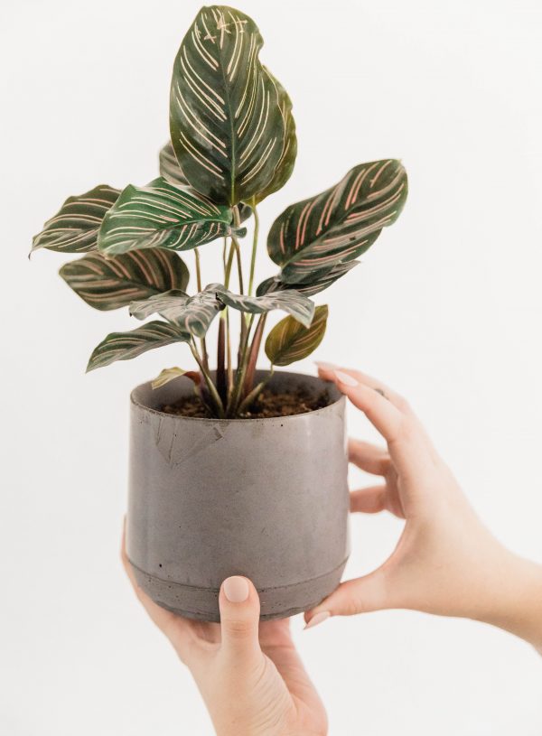 How houseplants can dramatically improve your wellbeing